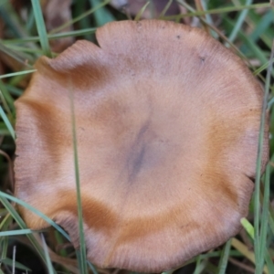 Cortinarius sp. at QPRC LGA - suppressed