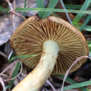 Cortinarius sp. at QPRC LGA - suppressed