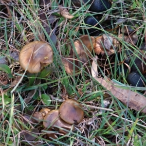 Cortinarius sp. at QPRC LGA - suppressed