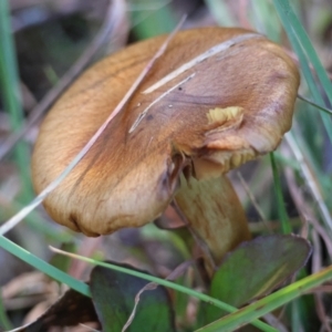 Cortinarius sp. at QPRC LGA - suppressed