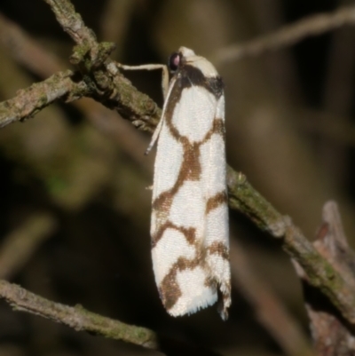 Chiriphe dichotoma (Reticulated Footman) at WendyM's farm at Freshwater Ck. - 29 Apr 2023 by WendyEM