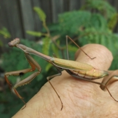 Pseudomantis albofimbriata (False garden mantis) at Herne Hill, VIC - 27 Apr 2023 by WendyEM