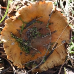 Cortinarius sp. (Cortinarius) at Mongarlowe River - 17 May 2024 by LisaH