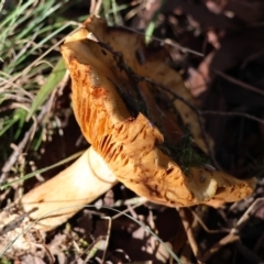 Cortinarius sp. at QPRC LGA - suppressed