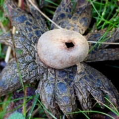 Astraeus hygrometricus (Barometer Earthstar) at Mongarlowe River - 17 May 2024 by LisaH