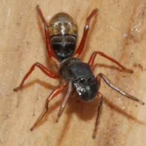 Myrmarachne (genus) at WendyM's farm at Freshwater Ck. - 26 Apr 2023 01:39 PM