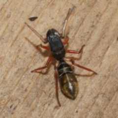 Myrmarachne (genus) at WendyM's farm at Freshwater Ck. - 26 Apr 2023 01:39 PM