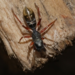 Myrmarachne (genus) at WendyM's farm at Freshwater Ck. - 26 Apr 2023 01:39 PM