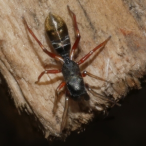 Myrmarachne (genus) at WendyM's farm at Freshwater Ck. - 26 Apr 2023 01:39 PM