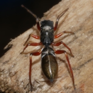 Myrmarachne (genus) at WendyM's farm at Freshwater Ck. - 26 Apr 2023 01:39 PM