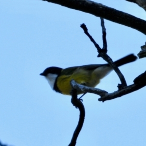 Pachycephala pectoralis at Aranda Bushland - 15 May 2024