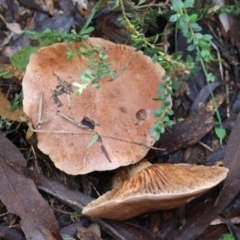 Unidentified Fungus at Mongarlowe River - 17 May 2024 by LisaH