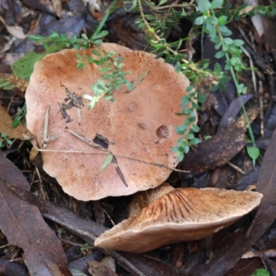 Unidentified Fungus at Mongarlowe, NSW - 17 May 2024 by LisaH