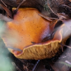 Unidentified Fungus at Mongarlowe River - 17 May 2024 by LisaH