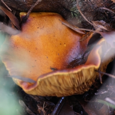 Unidentified Fungus at Mongarlowe River - 17 May 2024 by LisaH