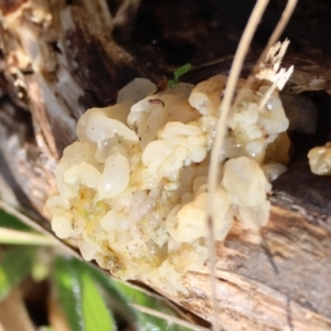 Tremella sp. at QPRC LGA - suppressed