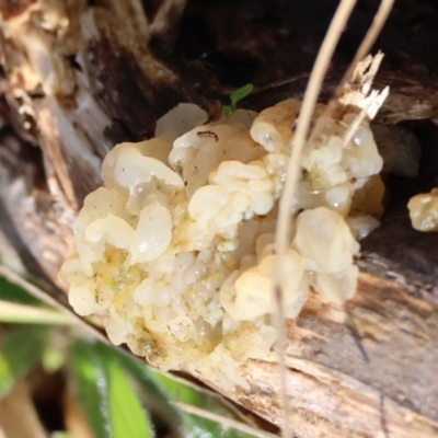 Tremella sp. (Tremella) at Mongarlowe River - 17 May 2024 by LisaH