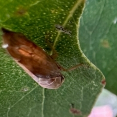 Eurymela sp. (genus) (Gumtree hopper) at Aranda, ACT - 15 May 2024 by KMcCue