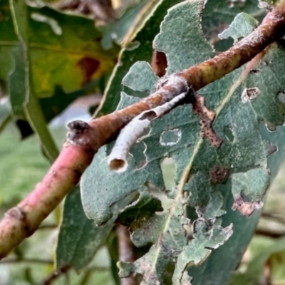 Machaerotinae sp. (family) (Tube Spittlebugs) at Aranda, ACT - 15 May 2024 by KMcCue