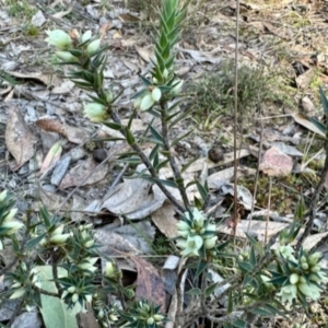 Melichrus urceolatus at Aranda Bushland - 15 May 2024