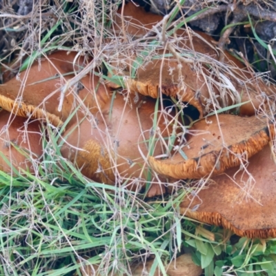 Unidentified Fungus at Mongarlowe, NSW - 17 May 2024 by LisaH