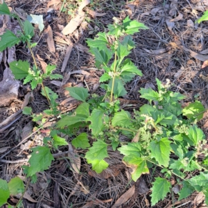 Chenopodium murale at Mount Majura - 17 May 2024 02:50 PM