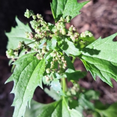 Chenopodium murale at Mount Majura - 17 May 2024 02:50 PM