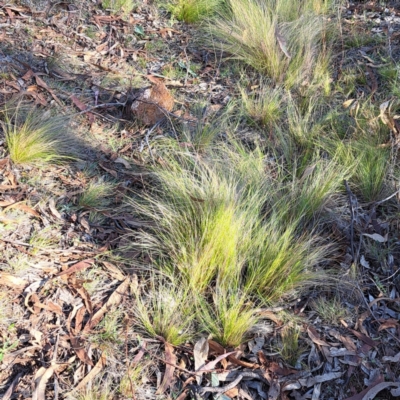 Nassella trichotoma (Serrated Tussock) at The Fair, Watson - 17 May 2024 by abread111