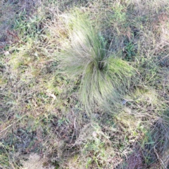 Nassella trichotoma (Serrated Tussock) at Mount Majura - 17 May 2024 by abread111