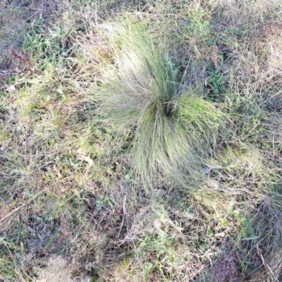 Nassella trichotoma (Serrated Tussock) at Mount Majura - 17 May 2024 by abread111