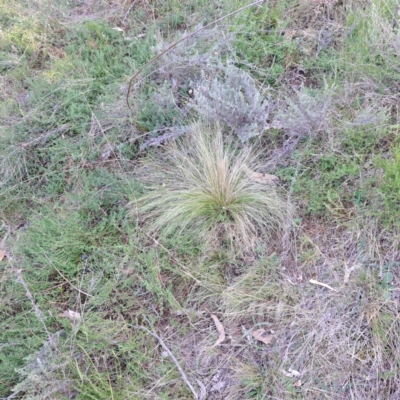 Nassella trichotoma (Serrated Tussock) at Watson, ACT - 17 May 2024 by abread111