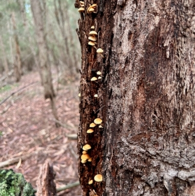 Collybia eucalyptorum at  - suppressed by LisaH