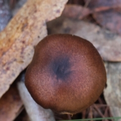 Cortinarius sp. (Cortinarius) at Broulee Moruya Nature Observation Area - 17 May 2024 by LisaH