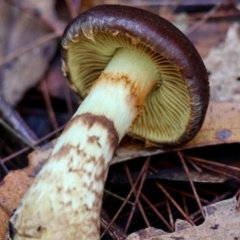 Cortinarius sp. at Broulee Moruya Nature Observation Area - suppressed