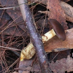 Cortinarius sp. at Broulee Moruya Nature Observation Area - suppressed