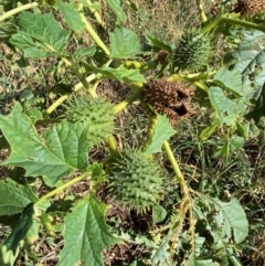 Datura stramonium (Common Thornapple) at Watson, ACT - 15 May 2024 by mcosgrove