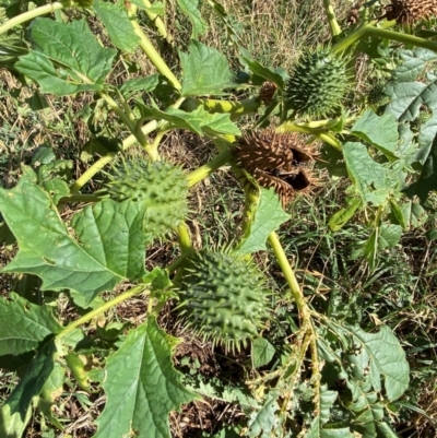 Datura stramonium (Common Thornapple) at Watson, ACT - 15 May 2024 by mcosgrove