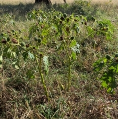 Datura stramonium at Watson, ACT - 15 May 2024