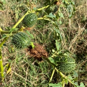 Datura stramonium at Watson, ACT - 15 May 2024