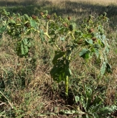 Datura stramonium at Watson, ACT - 15 May 2024