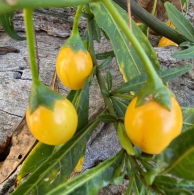 Solanum linearifolium (Kangaroo Apple) at Watson, ACT - 15 May 2024 by mcosgrove