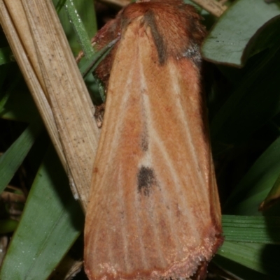 Hadenini (tribe) Sp. 1.(MoV, Part 9) (A Noctuid moth (Hadeninae)) at WendyM's farm at Freshwater Ck. - 25 Apr 2023 by WendyEM