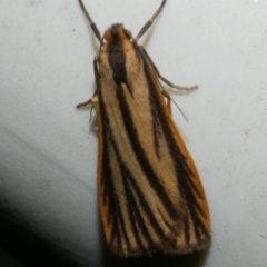 Phaeophlebosia furcifera (Forked Footman) at WendyM's farm at Freshwater Ck. - 25 Apr 2023 by WendyEM