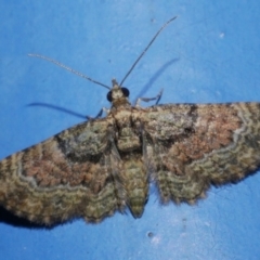 Chloroclystis catastreptes (Green and Brown Carpet) at WendyM's farm at Freshwater Ck. - 25 Apr 2023 by WendyEM