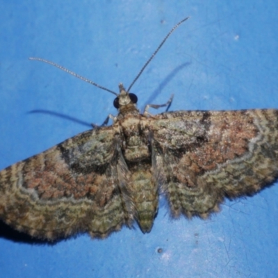 Chloroclystis catastreptes (Green and Brown Carpet) at WendyM's farm at Freshwater Ck. - 25 Apr 2023 by WendyEM