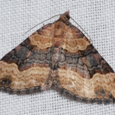 Epyaxa subidaria (Subidaria Moth) at WendyM's farm at Freshwater Ck. - 25 Apr 2023 by WendyEM