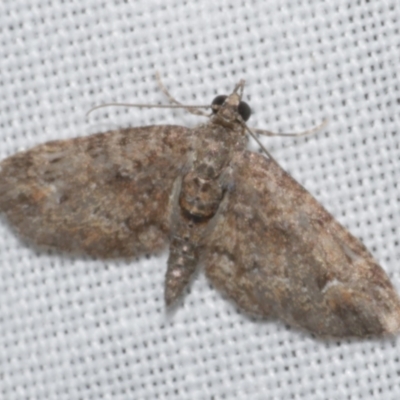 Chloroclystis approximata (Plumed or Cherry Looper) at WendyM's farm at Freshwater Ck. - 25 Apr 2023 by WendyEM