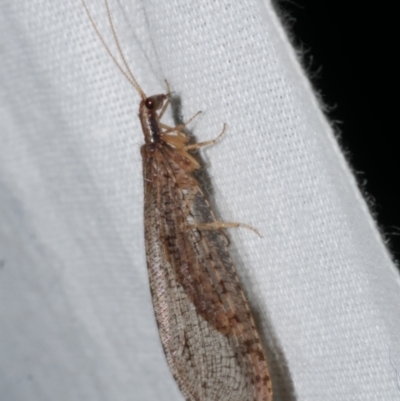 Stenosmylus tenuis (Osmylid lacewing) at WendyM's farm at Freshwater Ck. - 25 Apr 2023 by WendyEM