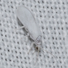 Coniopterygidae (family) (Dusty lacewing or Dustywing) at WendyM's farm at Freshwater Ck. - 25 Apr 2023 by WendyEM