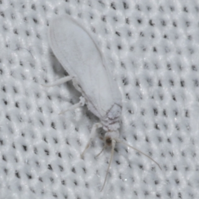 Coniopterygidae (family) (Dusty lacewing or Dustywing) at WendyM's farm at Freshwater Ck. - 25 Apr 2023 by WendyEM